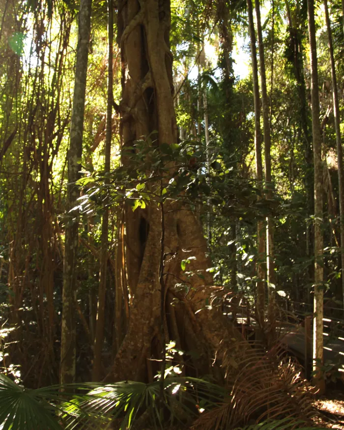 Cairns & the Daintree
